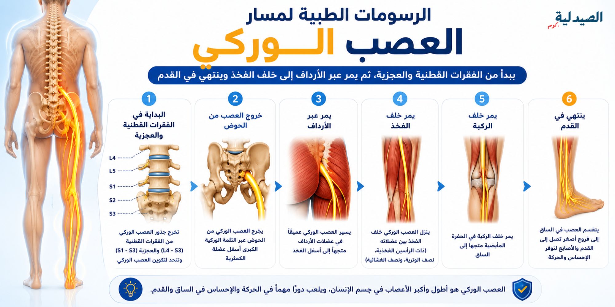 مسار العصب الوركي - مسار الم العصب الوركي - ماهو عرق النسا بالصور؟